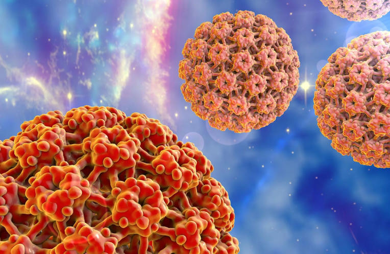 Human papilloma viruses
