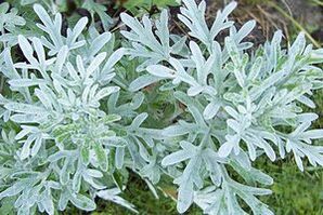 Tincture of wormwood for removing papillomas