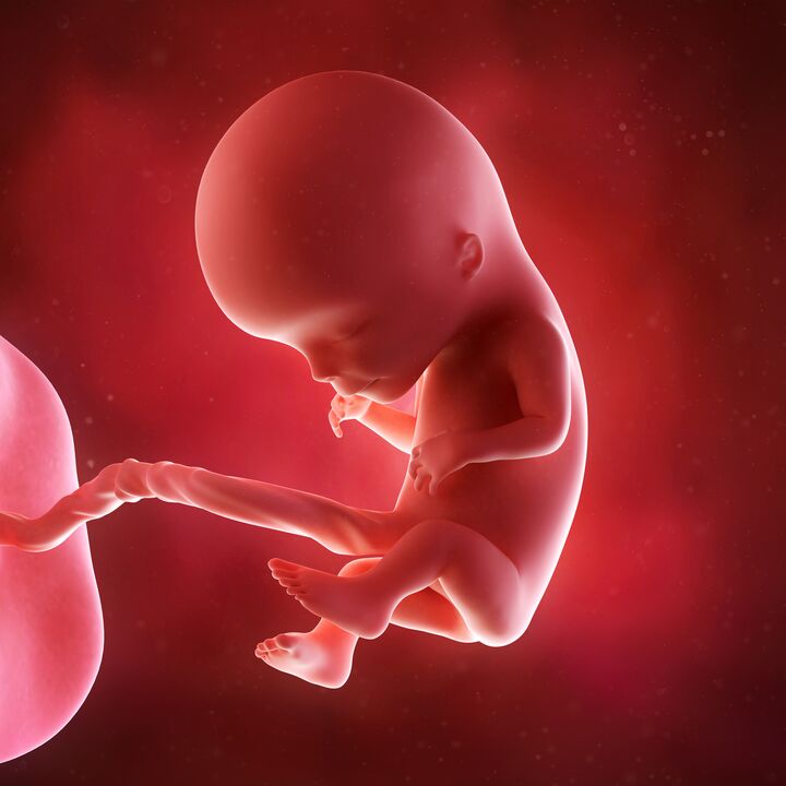 Baby in the womb