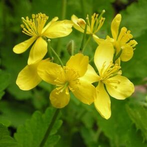 Celandine for papillomas