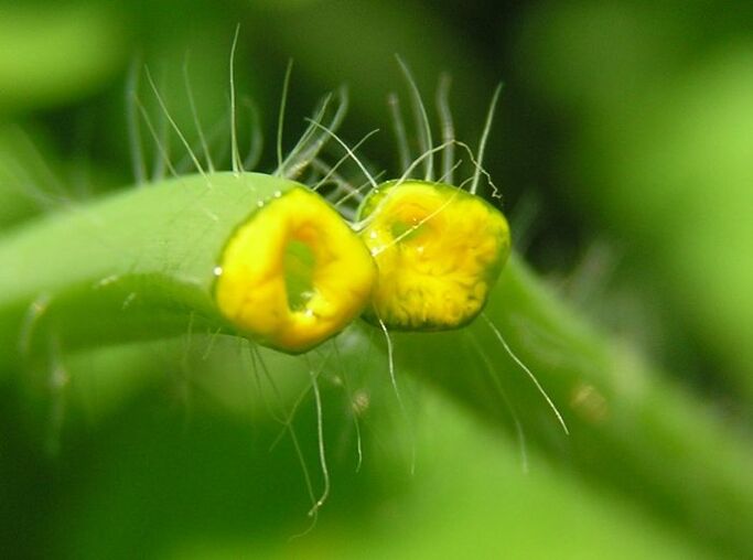 Celandine herb for removing papillomas on the neck