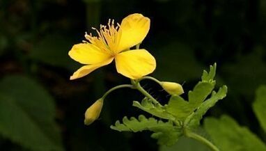 Remove warts with Celandine
